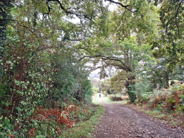 A man is seen walking along the path, after passing through a tunnel of trees.
